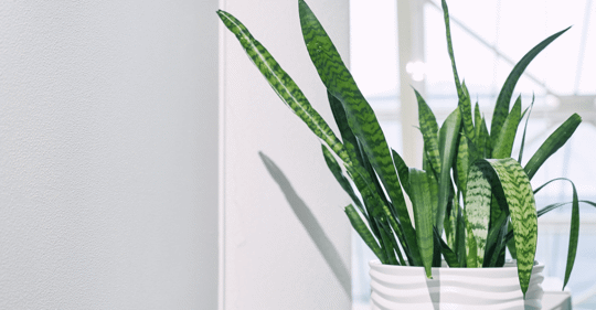 Indoor plant with white background