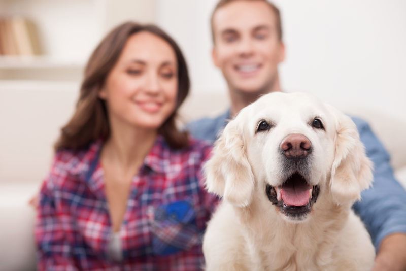 A golden retriever in the forefront with a brunette man and woman in the background, slightly blurred