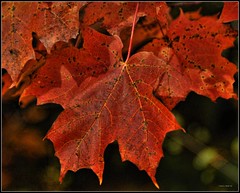 Orange fall leaves