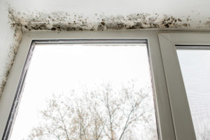 Mold surrounding a white window frame